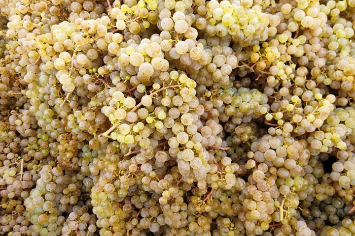 Rheingauer E-Bike Tour West, Ruinen, Nonnen und Flüsse