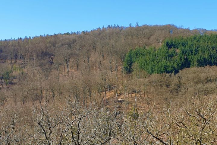Warme Sonnenluft, sanfter Waldwind und eine Brotzeit im Wald: mit mehreren variantenreichen E-Bike Touren entdecken wir auf den Schlangenbader Waldradpfaden die luftige, waldreiche Gegend der Kurgemeinde.