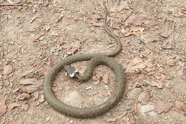 Warme Sonnenluft, sanfter Waldwind und eine Brotzeit im Wald: mit mehreren variantenreichen E-Bike Touren entdecken wir auf den Schlangenbader Waldradpfaden die luftige, waldreiche Gegend der Kurgemeinde.