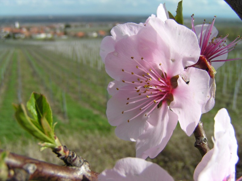 Mandel, Mandelwanderung, Kulinarik zur Mandel, Picknick,