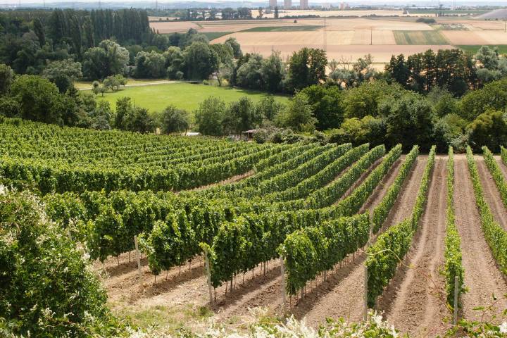 Wo der Rheingau beginnt. Eine Rundwanderung mit Wissenswertem über die erste Rebe, das Terroir und die Vielfalt der Geschmäcker. Und wie alles mit den Römern begann.