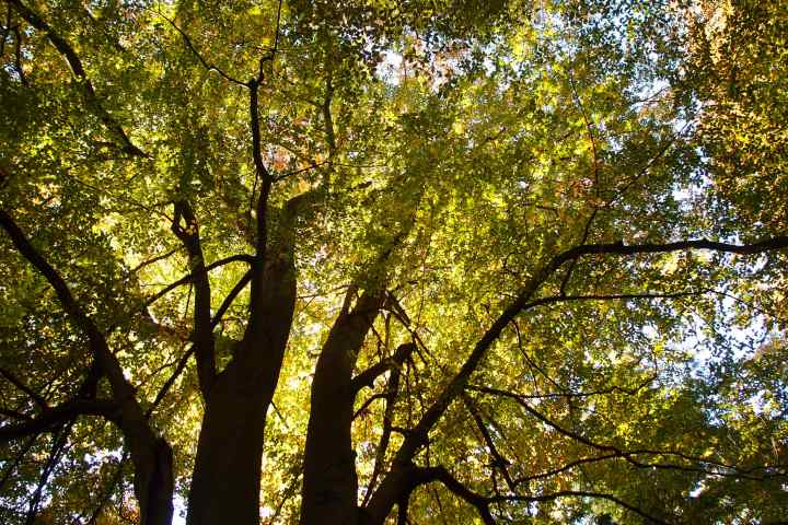 Bäume im Wald