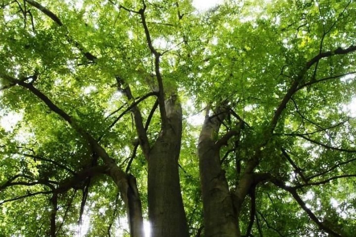 Eine Wanderung durch den Wiesbadener Stadtwald. Erfahren Sie Informatives über den Wald als natürlichen Begleiter der Menschheitsgeschichte. Eine uralte Verbindung voller Mythen und Geheimnisse.