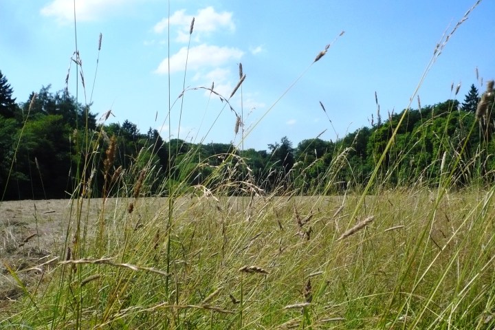 Eine romantische Wanderung voller Musikkultur. Auf den Spuren eines Musikgenies und Naturfreundes. Wald- und Wiesenidylle als Geburtsort der weltberühmten ,,Wiesbadener Sinfonie”.
