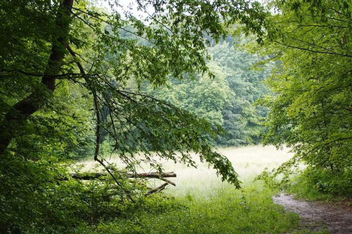 Eine romantische Wanderung voller Musikkultur. Auf den Spuren eines Musikgenies und Naturfreundes. Wald- und Wiesenidylle als Geburtsort der weltberühmten ,,Wiesbadener Sinfonie”.