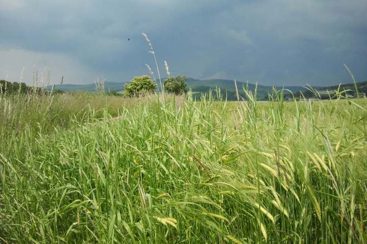 Eine romantische Wanderung voller Musikkultur. Auf den Spuren eines Musikgenies und Naturfreundes. Wald- und Wiesenidylle als Geburtsort der weltberühmten ,,Wiesbadener Sinfonie”.