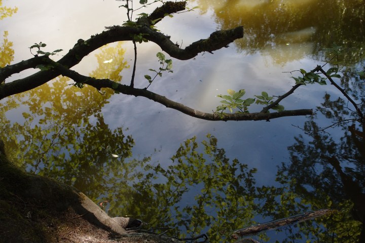 Eine romantische Wanderung voller Musikkultur. Auf den Spuren eines Musikgenies und Naturfreundes. Wald- und Wiesenidylle als Geburtsort der weltberühmten ,,Wiesbadener Sinfonie”.