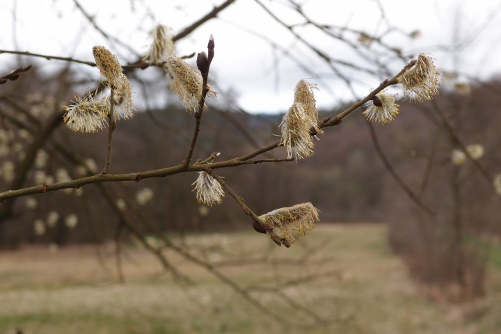 Eine romantische Wanderung voller Musikkultur. Auf den Spuren eines Musikgenies und Naturfreundes. Wald- und Wiesenidylle als Geburtsort der weltberühmten ,,Wiesbadener Sinfonie”.