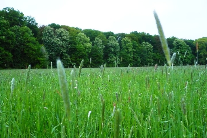 Eine romantische Wanderung voller Musikkultur. Auf den Spuren eines Musikgenies und Naturfreundes. Wald- und Wiesenidylle als Geburtsort der weltberühmten ,,Wiesbadener Sinfonie”.