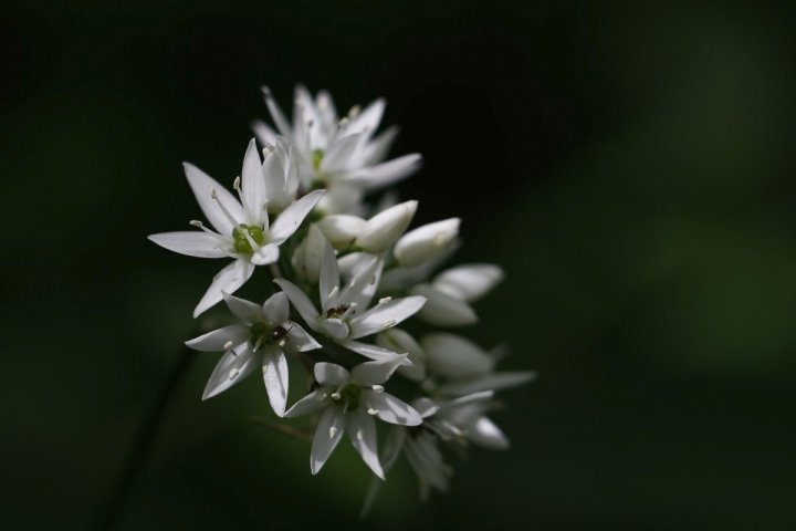 Powerkraut und Heilpflanze Bärlauch - eine Exkursion bei Groß-Gerau - mit einem Experten unterwegs durch alte Auen von Rhein und Urneckar mit frischem Bärlauchsnack