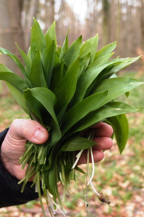 Powerkraut und Heilpflanze Bärlauch - eine Exkursion bei Groß-Gerau - mit einem Experten unterwegs durch alte Auen von Rhein und Urneckar mit frischem Bärlauchsnack