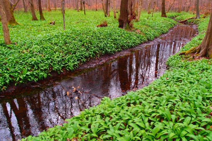Powerkraut und Heilpflanze Bärlauch - eine Exkursion bei Groß-Gerau - mit einem Experten unterwegs durch alte Auen von Rhein und Urneckar mit frischem Bärlauchsnack