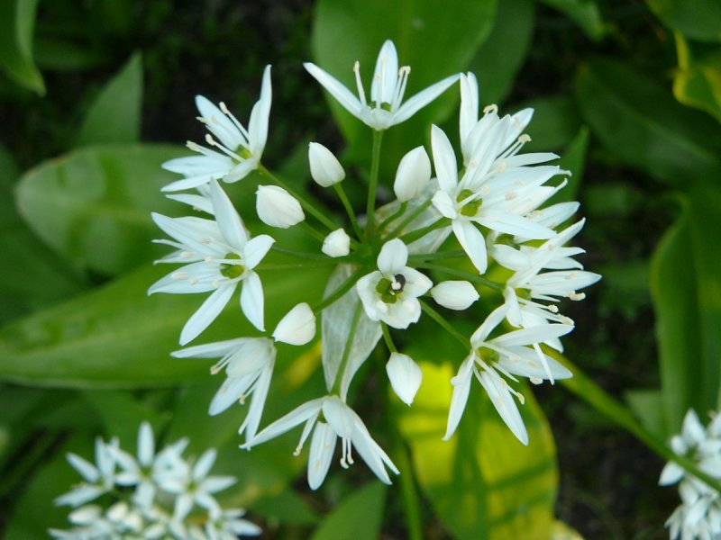 Powerkraut und Heilpflanze Bärlauch - eine Exkursion bei Groß-Gerau - mit einem Experten unterwegs durch alte Auen von Rhein und Urneckar mit frischem Bärlauchsnack