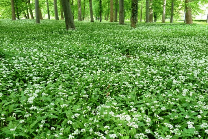 Powerkraut und Heilpflanze Bärlauch - eine Exkursion bei Groß-Gerau - mit einem Experten unterwegs durch alte Auen von Rhein und Urneckar mit frischem Bärlauchsnack