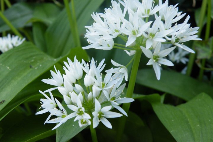 Powerkraut und Heilpflanze Bärlauch - eine Exkursion bei Groß-Gerau - mit einem Experten unterwegs durch alte Auen von Rhein und Urneckar mit frischem Bärlauchsnack