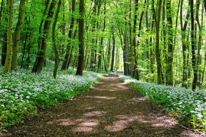 Powerkraut und Heilpflanze Bärlauch - eine Exkursion bei Groß-Gerau - mit einem Experten unterwegs durch alte Auen von Rhein und Urneckar mit frischem Bärlauchsnack