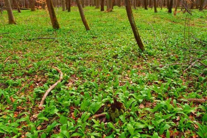 Powerkraut und Heilpflanze Bärlauch - eine Exkursion bei Groß-Gerau - mit einem Experten unterwegs durch alte Auen von Rhein und Urneckar mit frischem Bärlauchsnack