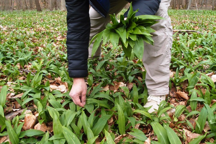 Powerkraut und Heilpflanze Bärlauch - eine Exkursion bei Groß-Gerau - mit einem Experten unterwegs durch alte Auen von Rhein und Urneckar mit frischem Bärlauchsnack
