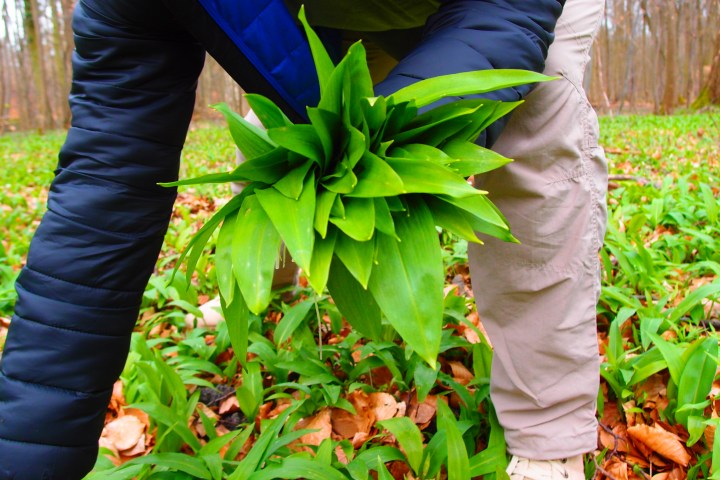 Powerkraut und Heilpflanze Bärlauch - eine Exkursion bei Groß-Gerau - mit einem Experten unterwegs durch alte Auen von Rhein und Urneckar mit frischem Bärlauchsnack