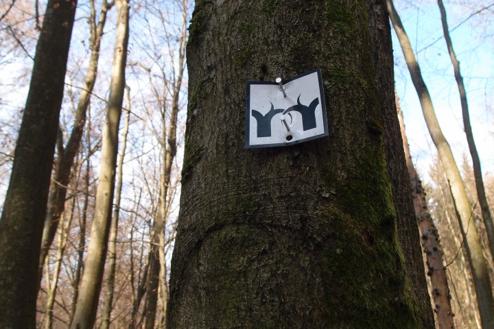 Mehrere hundert Jahre lang umschloss eine undurchlässige Grenzbefestigung den Rheingau. Eine Tour über geschichtsträchtiges Baumgestrüpp zu den letzten jahrhundertealten Gebückbäumen.