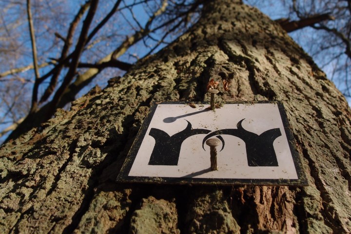 Mehrere hundert Jahre lang umschloss eine undurchlässige Grenzbefestigung den Rheingau. Eine Tour über geschichtsträchtiges Baumgestrüpp zu den letzten jahrhundertealten Gebückbäumen.