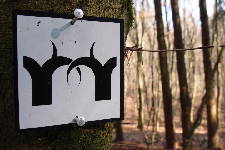 Mehrere hundert Jahre lang umschloss eine undurchlässige Grenzbefestigung den Rheingau. Eine Tour über geschichtsträchtiges Baumgestrüpp zu den letzten jahrhundertealten Gebückbäumen.