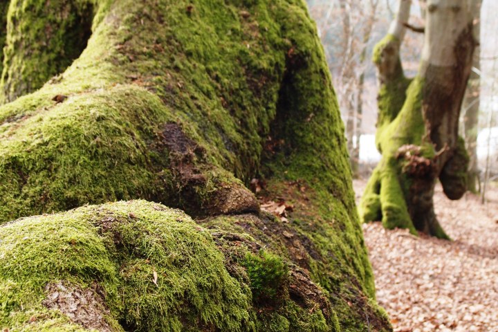 Mehrere hundert Jahre lang umschloss eine undurchlässige Grenzbefestigung den Rheingau. Eine Tour über geschichtsträchtiges Baumgestrüpp zu den letzten jahrhundertealten Gebückbäumen.