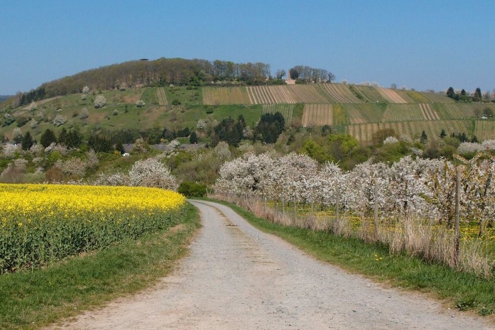 Naturlandschaft mit Weinbergen im Hintergrund