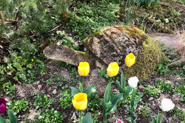 Stone turtle sculpture covered in moss, surrounded by yellow and white tulips in a garden.