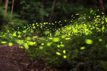 Meditativer Abendspaziergang in der Stille der Natur mit zauberhaft lichtvollen Momenten: die Glühwürmchen sind besonders gut in der Abenddämmerung zu entdecken.