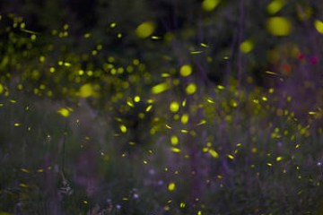 Meditativer Abendspaziergang in der Stille der Natur mit zauberhaft lichtvollen Momenten: die Glühwürmchen sind besonders gut in der Abenddämmerung zu entdecken.
