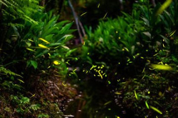 Meditativer Abendspaziergang in der Stille der Natur mit zauberhaft lichtvollen Momenten: die Glühwürmchen sind besonders gut in der Abenddämmerung zu entdecken.