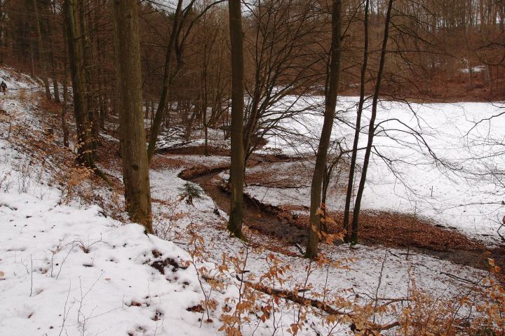 a snow covered forest