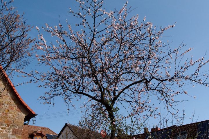 Mandelblüte Pfalz, Mandelwanderung, Kulinarik, Picknick, Geschichte der Mandel