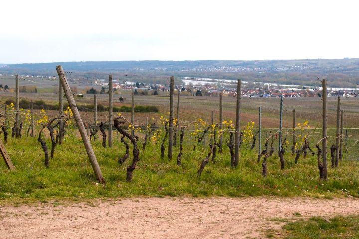 Rheingauer E-Bike Tour West, Ruinen, Nonnen und Flüsse