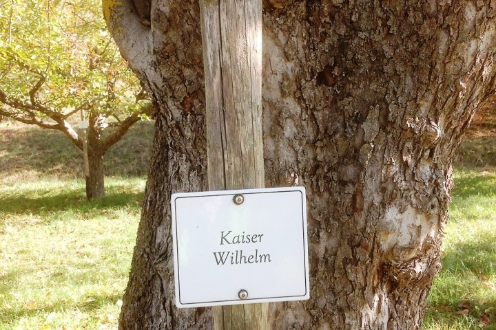 Wanderung als Rundtour durch die Streuobstwiesen Wiesbadens Dörfer zu alten und lokalen Apfelsorten. Pomologie direkt vor der Haustür – und Wissenswertes über Apfelsorten für Allergiker und welcher Apfelsaft wirklich gesund ist.