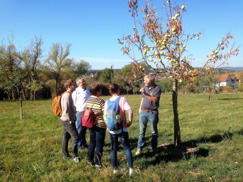 Wanderung als Rundtour durch die Streuobstwiesen Wiesbadens Dörfer zu alten und lokalen Apfelsorten. Pomologie direkt vor der Haustür – und Wissenswertes über Apfelsorten für Allergiker und welcher Apfelsaft wirklich gesund ist.