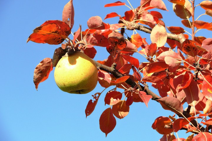 Wanderung als Rundtour durch die Streuobstwiesen Wiesbadens Dörfer zu alten und lokalen Apfelsorten. Pomologie direkt vor der Haustür – und Wissenswertes über Apfelsorten für Allergiker und welcher Apfelsaft wirklich gesund ist.