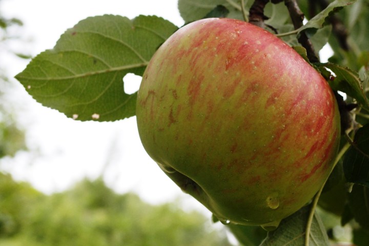 Wanderung als Rundtour durch die Streuobstwiesen Wiesbadens Dörfer zu alten und lokalen Apfelsorten. Pomologie direkt vor der Haustür – und Wissenswertes über Apfelsorten für Allergiker und welcher Apfelsaft wirklich gesund ist.