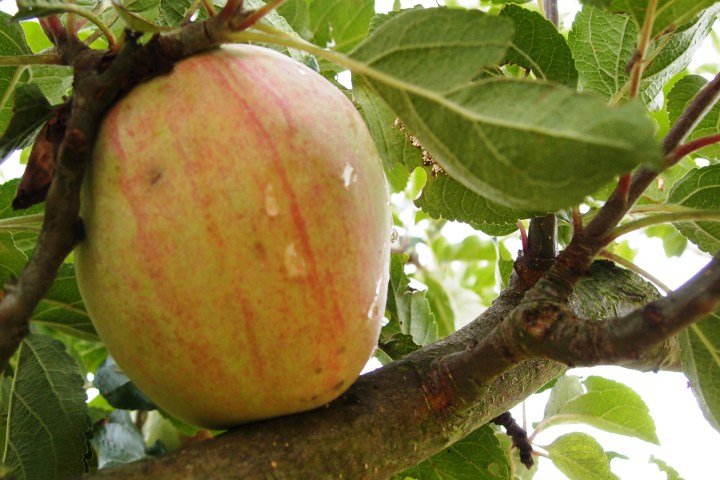 Fahrradtour mit dem e-Bike durch Streuobstwiesen Wiesbadens mit Besuch des Apfelsortengartens. Pomologie direkt vor der Haustür – und Wissenswertes über Apfelsorten für Allergiker und welcher Apfelsaft wirklich gesund ist.