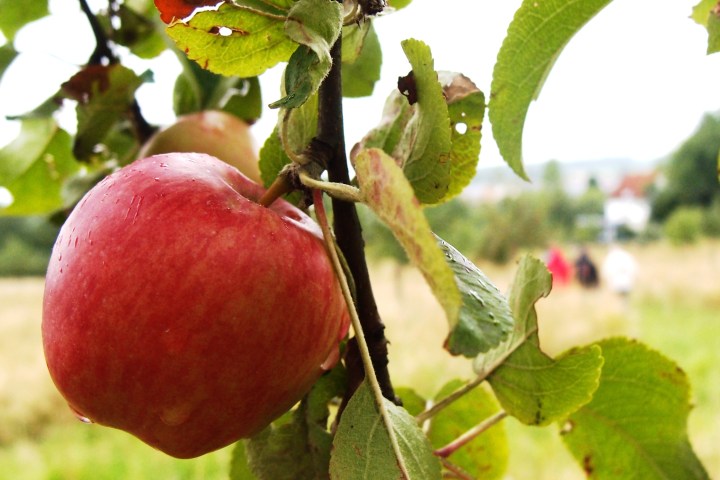Apfelexkursion – eine Wanderung mit dem Pomologen durch die Obstwiesen