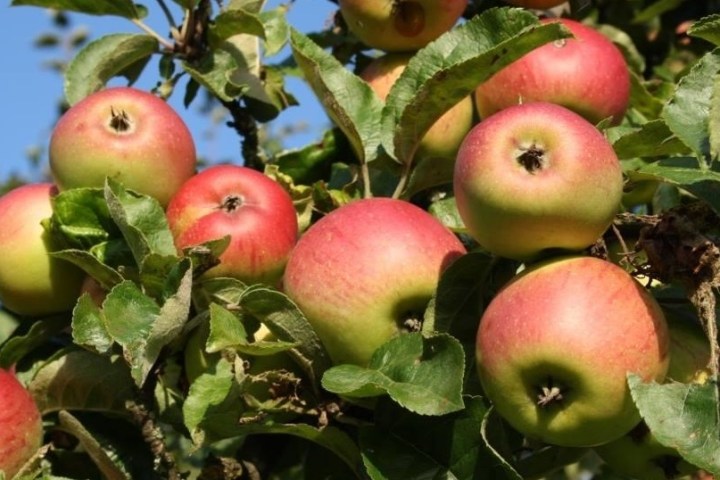 Fahrradtour mit dem e-Bike durch Streuobstwiesen Wiesbadens mit Besuch des Apfelsortengartens. Pomologie direkt vor der Haustür – und Wissenswertes über Apfelsorten für Allergiker und welcher Apfelsaft wirklich gesund ist.