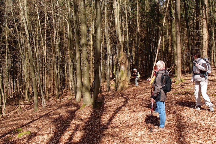 Wespenbussard, Äskulapnatter, Kleiber, Rotbuche, europäische Lärche, gemeine Fichte... eine einzigartige Vielfalt an Bäumen und Tieren lässt sich im Wiesbadener Stadtwald entdecken. Die Führung mit dem Förster nimmt sie mit in einen Stadtwald, der besonders schonend bewirtschaftet wird.