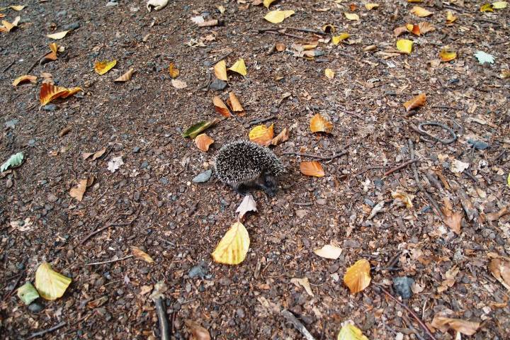 Wespenbussard, Äskulapnatter, Kleiber, Rotbuche, europäische Lärche, gemeine Fichte... eine einzigartige Vielfalt an Bäumen und Tieren lässt sich im Wiesbadener Stadtwald entdecken. Die Führung mit dem Förster nimmt sie mit in einen Stadtwald, der besonders schonend bewirtschaftet wird.