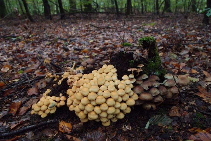 Wespenbussard, Äskulapnatter, Kleiber, Rotbuche, europäische Lärche, gemeine Fichte... eine einzigartige Vielfalt an Bäumen und Tieren lässt sich im Wiesbadener Stadtwald entdecken. Die Führung mit dem Förster nimmt sie mit in einen Stadtwald, der besonders schonend bewirtschaftet wird.