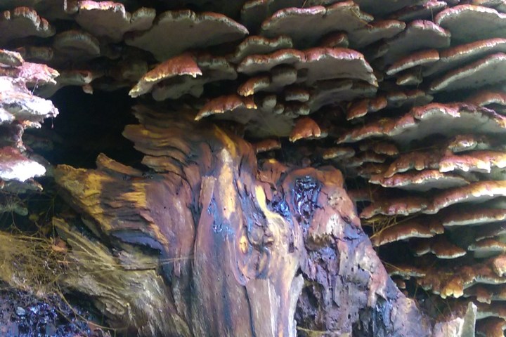 Wespenbussard, Äskulapnatter, Kleiber, Rotbuche, europäische Lärche, gemeine Fichte... eine einzigartige Vielfalt an Bäumen und Tieren lässt sich im Wiesbadener Stadtwald entdecken. Die Führung mit dem Förster nimmt sie mit in einen Stadtwald, der besonders schonend bewirtschaftet wird.