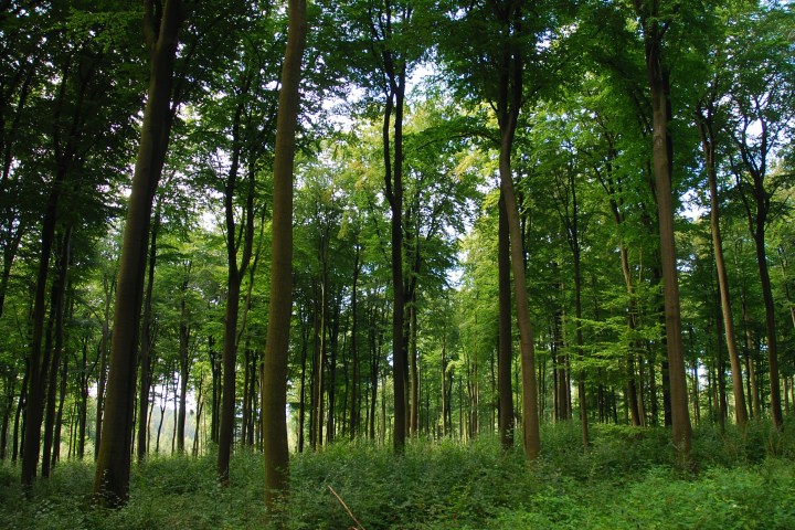 Wespenbussard, Äskulapnatter, Kleiber, Rotbuche, europäische Lärche, gemeine Fichte... eine einzigartige Vielfalt an Bäumen und Tieren lässt sich im Wiesbadener Stadtwald entdecken. Die Führung mit dem Förster nimmt sie mit in einen Stadtwald, der besonders schonend bewirtschaftet wird.