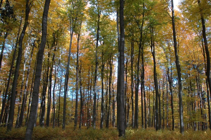 Wespenbussard, Äskulapnatter, Kleiber, Rotbuche, europäische Lärche, gemeine Fichte... eine einzigartige Vielfalt an Bäumen und Tieren lässt sich im Wiesbadener Stadtwald entdecken. Die Führung mit dem Förster nimmt sie mit in einen Stadtwald, der besonders schonend bewirtschaftet wird.
