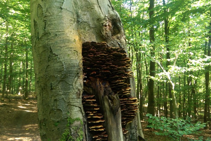 Wespenbussard, Äskulapnatter, Kleiber, Rotbuche, europäische Lärche, gemeine Fichte... eine einzigartige Vielfalt an Bäumen und Tieren lässt sich im Wiesbadener Stadtwald entdecken. Die Führung mit dem Förster nimmt sie mit in einen Stadtwald, der besonders schonend bewirtschaftet wird.
