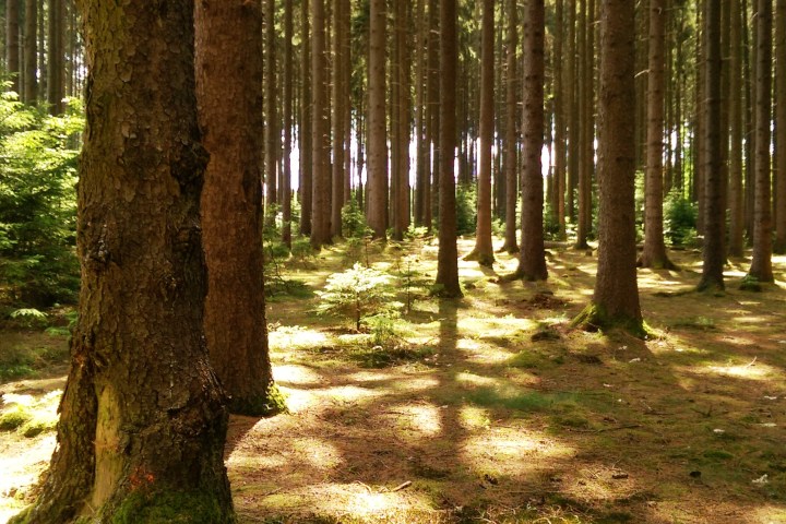 Wespenbussard, Äskulapnatter, Kleiber, Rotbuche, europäische Lärche, gemeine Fichte... eine einzigartige Vielfalt an Bäumen und Tieren lässt sich im Wiesbadener Stadtwald entdecken. Die Führung mit dem Förster nimmt sie mit in einen Stadtwald, der besonders schonend bewirtschaftet wird.